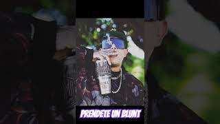 🔥PRENDETE UN BLUNT🔥 MC DAVODHARIHUS CKAN mcdavotv DhariusOficial ckan98 rap musica [upl. by Downing]