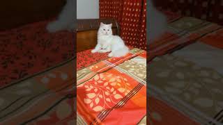 Cute Turkish Angora catBeautiful Cat [upl. by Pool585]