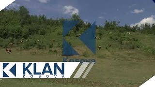 Ujqit hanë lopët në Podujevë  08082015  Klan Kosova [upl. by Iel]