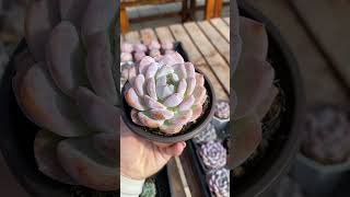 Dudu EC Colourful Rare Floweing Wholesale Aeonium Echeveria Natural Live Succulent [upl. by Tristas]