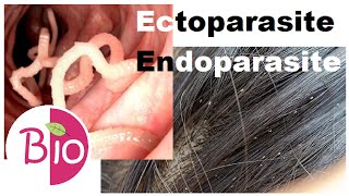 Difference in Ectoparasite and Endoparasite by Simply The Best BIO [upl. by Nets846]