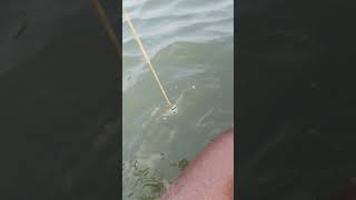 fishing fiish beachfishing fish filefish carp fihing carpfishing fiahing videogama [upl. by Rettke]