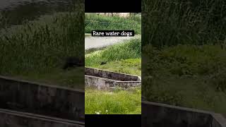 Rare water dogs after many years 🥰 please subscribe [upl. by Atem]