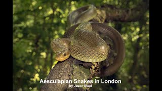 Aesculapian Snakes in London September 2021 [upl. by Ettenwad299]