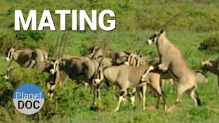 Mating Shaba Animals  Nature  Planet Doc Full Documentaries [upl. by Carny]