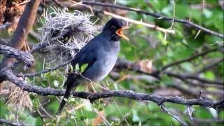 Zorzal cabeza negra Turdus nigriceps quot En Conciertoquot [upl. by Mukund]