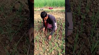 Soil Mulching in Onion Field shorts [upl. by Dotty]