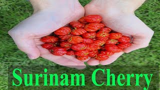 Surinam Cherry  Pitanga Growing Tips [upl. by Trini]