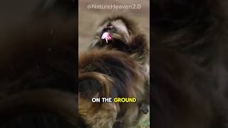 Gelada Baboon  The Scariest Herbivore On Earth [upl. by Senhauser790]