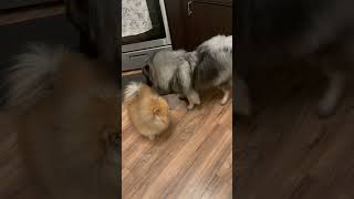 Pomeranian fighting a Keeshond Pom wins Lol 😆 Fluffy babies ❤️ [upl. by Liahkim]