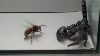 Giant Hornet vs Scorpion Tarantula and Praying mantis [upl. by Branscum677]