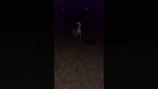 Dog Park Fun under the Beaver Moon [upl. by Tserrof]