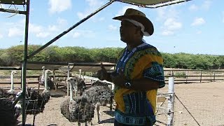 Curaçao Struisvogel Farm [upl. by Ecyla]