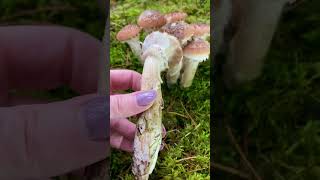 Parastā celmene 🍄‍🟫 Armillaria mellea 🍄‍🟫 Common Honey Fungus sēnes fungi mushroom foraging [upl. by Enimassej915]