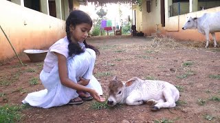 Amazingly Cute just Born Baby Cow walking 😍 Miniature Punganur [upl. by Yeta]