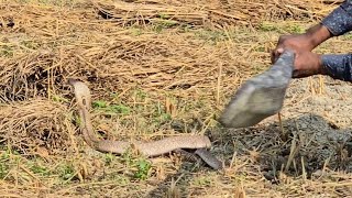 Snake Killer Discovery channel  Real Discovery  Real Indian Snake  4K Video quality Snake [upl. by Tiphanie]