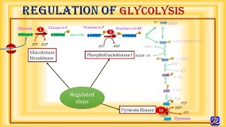 6 Glycolysis Regulation  Carbohydrates Metabolism6  Biochemistry  NJOY Biochemistry [upl. by Meter]