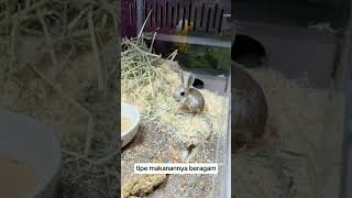 Jerboa😍 jerboa animals animal shortvideo faktaunik nationalgeographic biologyberitaterkini [upl. by Nomrac648]