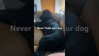 Why You Should Never Tickle Your Dog [upl. by Gothurd]