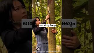 തൊലി ഉരിച്ച മരംcinnamon harvesting malayalam shorts [upl. by Erej652]