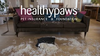 Healthy Paws Pet Insurance Pets Will be Pets [upl. by Edmea]