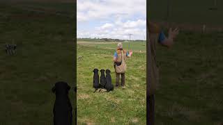 Gundog training with remote launcher labradorretriever labrador [upl. by Anilad]