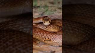 The Deadliest Snakes in the World and Their Lethal Bites  Coastal Taipan [upl. by Ahseem]