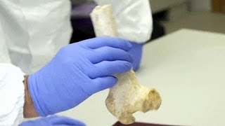 Ha 400mila anni il dna umano più antico mai studiato [upl. by Anayik]