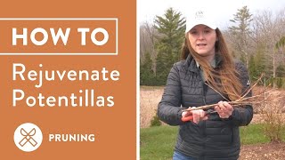 How To Prune Potentilla Step By Step Guide [upl. by Ennylcaj]