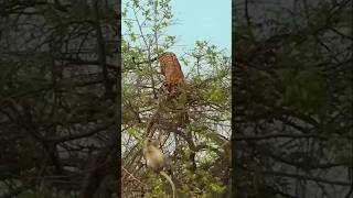 Tiger fight with monkey in babool tree [upl. by Tuesday897]