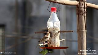 DIYBird Feeder How to make bird feeder from plastic bottle [upl. by Andree]