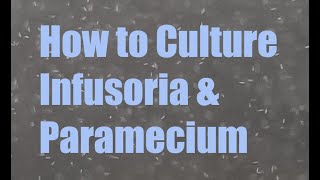 How to Culture Infusoria amp Paramecium  Super Quick Guide [upl. by Chico]