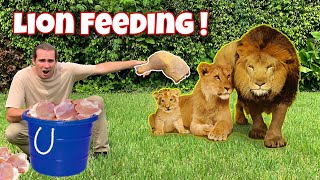 FEEDING the LION PRIDE  NEW BORN CUB [upl. by Edalb]