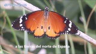 Danaus chrysippus PN de El Hondo Crevillente Alicantees [upl. by Volnay]