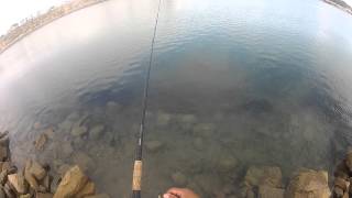 San Diego Fishing The Bait Master catches a fat rubberlip surfperch [upl. by Barsky580]