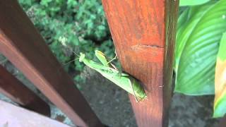 HUGE Praying Mantis Mantodea Burlington Ontario Canada [upl. by Aleak]