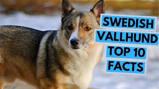 Swedish Vallhund  TOP 10 Interesting Facts [upl. by Anawal]