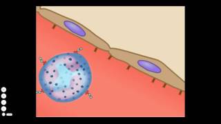 The Basic Inflammatory Response [upl. by Egoreg]