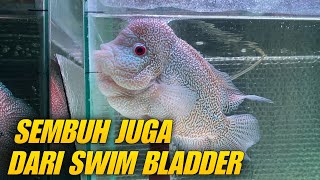 BEGINI HASIL PENGOBATAN LOHAN SWIM BLADDER [upl. by Ariaec]