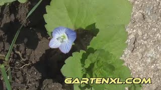 Ehrenpreis im Garten  Persischer Ehrenpreis  Ehrenpreisblüte [upl. by Nosredna]