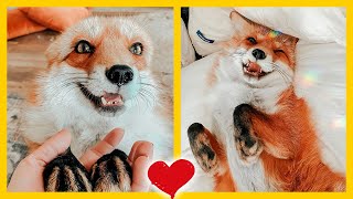 Zorro rescatado es como un perrito de color naranja 🦊✅ [upl. by Elahcar]