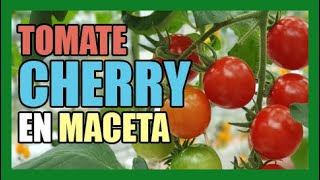 COMO CULTIVAR TOMATE CHERRY EN MACETA [upl. by Besse]