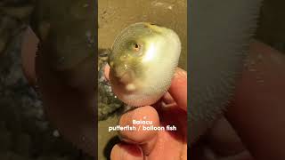 Baiacu balloon fish Pufferfish Blowfish Toxic Fish [upl. by Cuthburt]