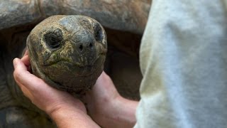 Do Tortoises Like Being Touched [upl. by Amak]