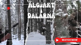 ÄLGJAKT I DALARNA [upl. by Mercer]