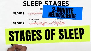 2Minute Neuroscience Stages of Sleep [upl. by Cowie474]