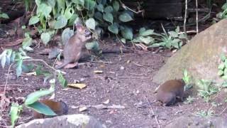 baby Pademelon [upl. by Rainwater]