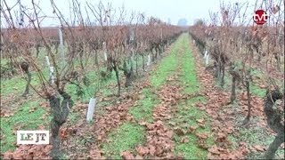 Des tours antigel dans les vignes [upl. by Viviane]