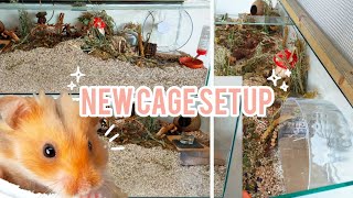 Upgrading HAMSTERs Natural Cage Setup  German Inspired Enclosure  Haul 🐹🍄🌿 [upl. by Hoppe]