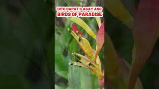 DITO PALA DAPAT ILAGAY ANG BIRDS OF PARADISE luckyplants houseplants plantito indoorplants [upl. by Kele]